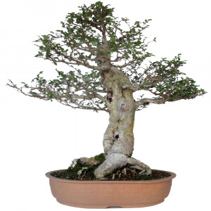 Bonsai Ulmus Parvifolia Cm Anos