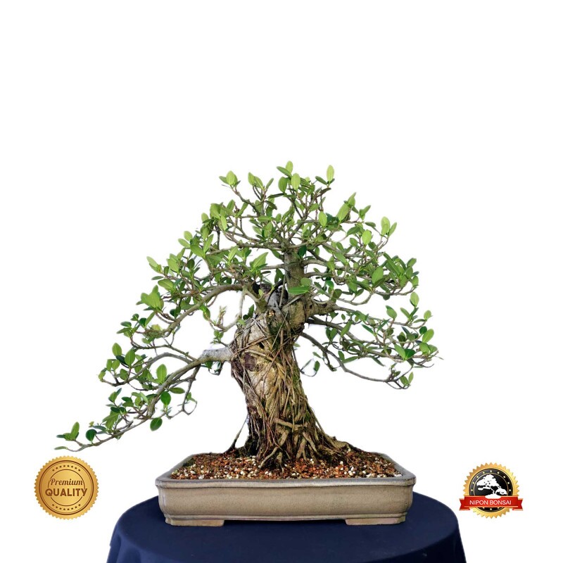 Bonsai Ficus da Nipon Bonsai