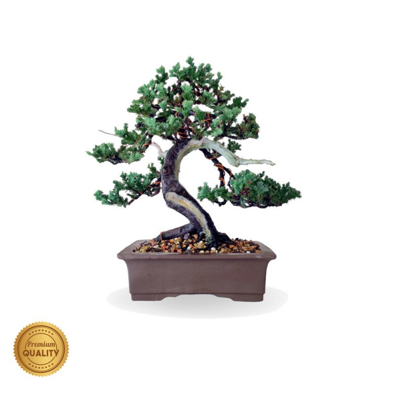 Junípero da Nipon Bonsai