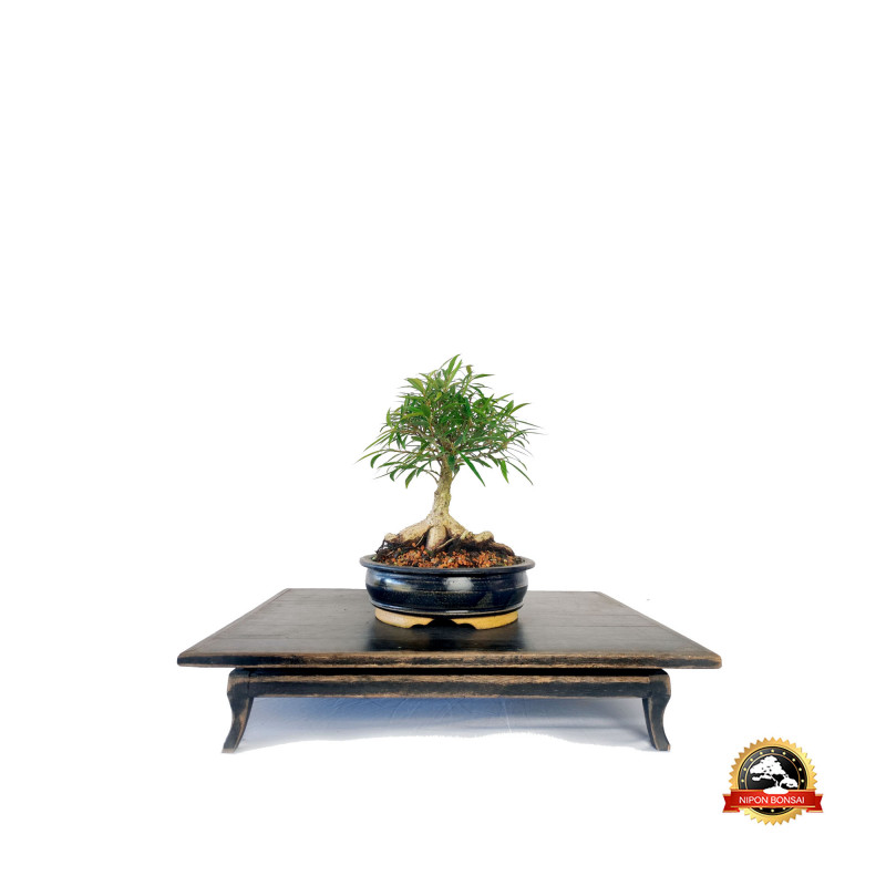 Bonsai Ficus Nerifolia 8 anos - 00109