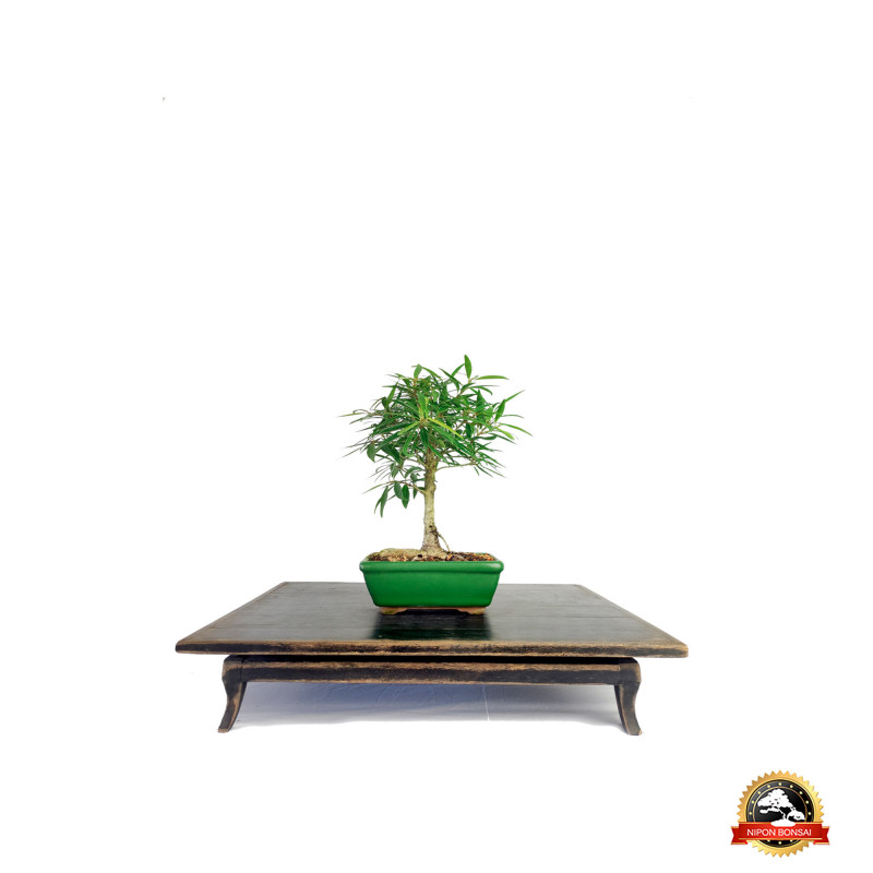 Bonsai Ficus Nerifolia 4 anos - 00110