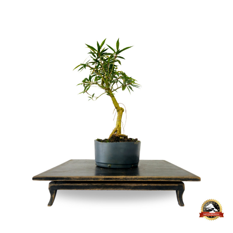 Pré Bonsai Ficus Nerifolia 4 anos - 00124