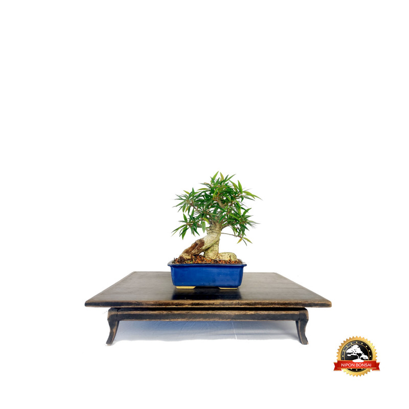 Bonsai Ficus Nerifolia 5 anos - 01393