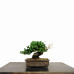 Bonsai Juníperus Procumbens 8 anos - 01776