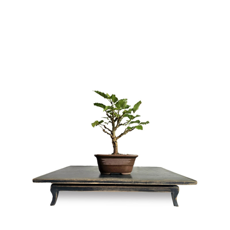 Bonsai Amora 3 anos - 01901