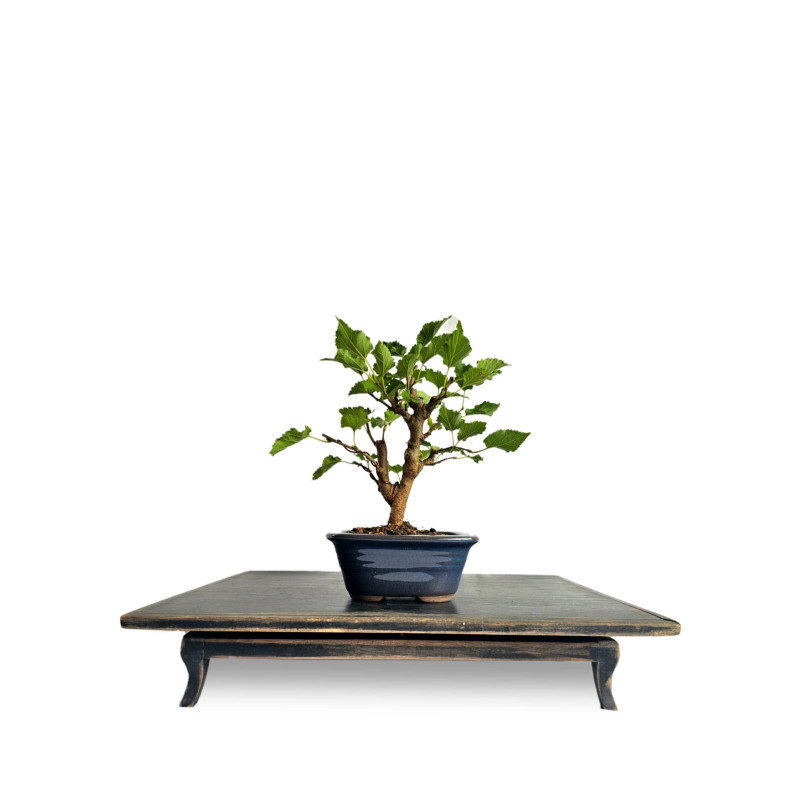 Bonsai Amora 3 anos - 01902