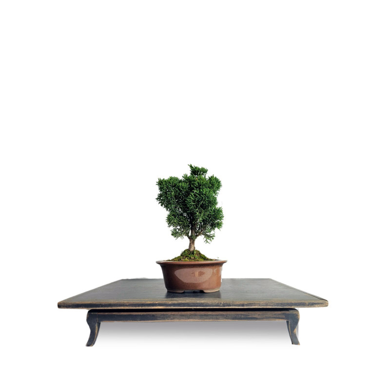 Bonsai Shimpaku Kishu 3 anos - 01909