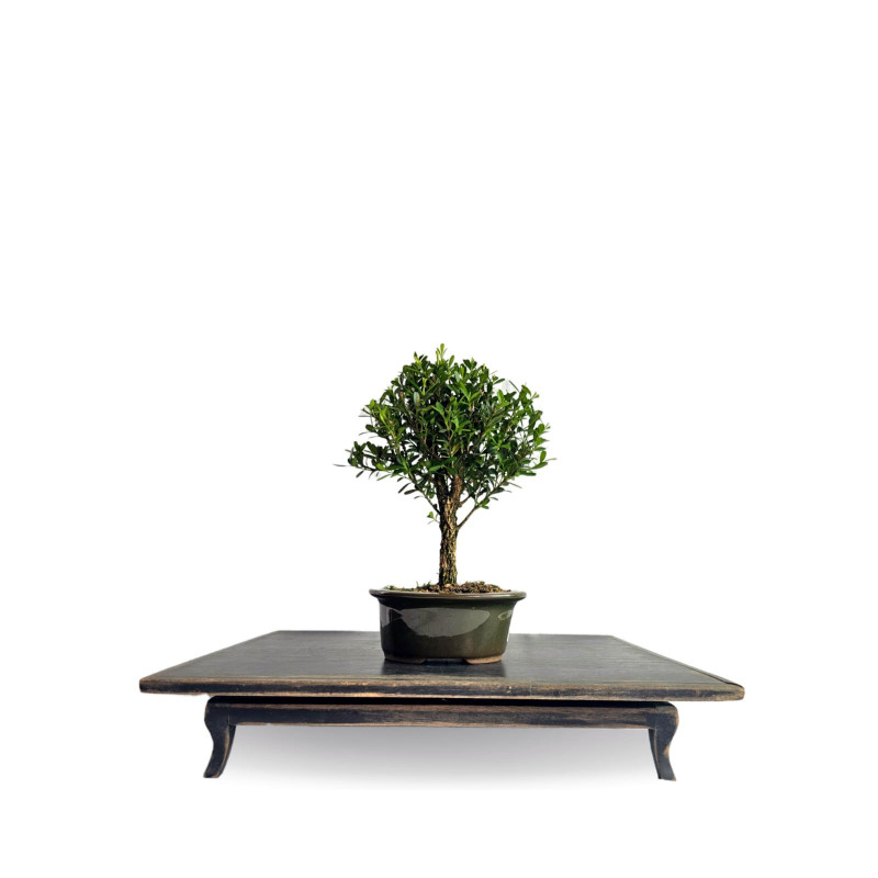 Bonsai Buxus Harlandii 3 anos - 01916