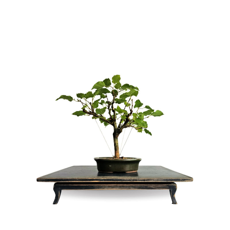 Bonsai Amora 4 anos - 01925