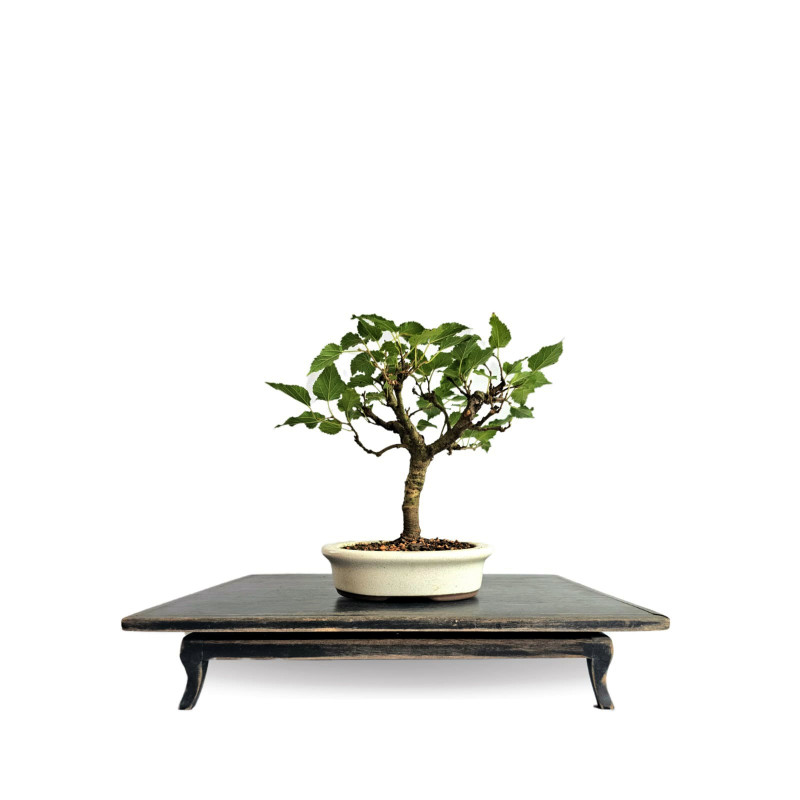 Bonsai Amora 4 anos - 01926