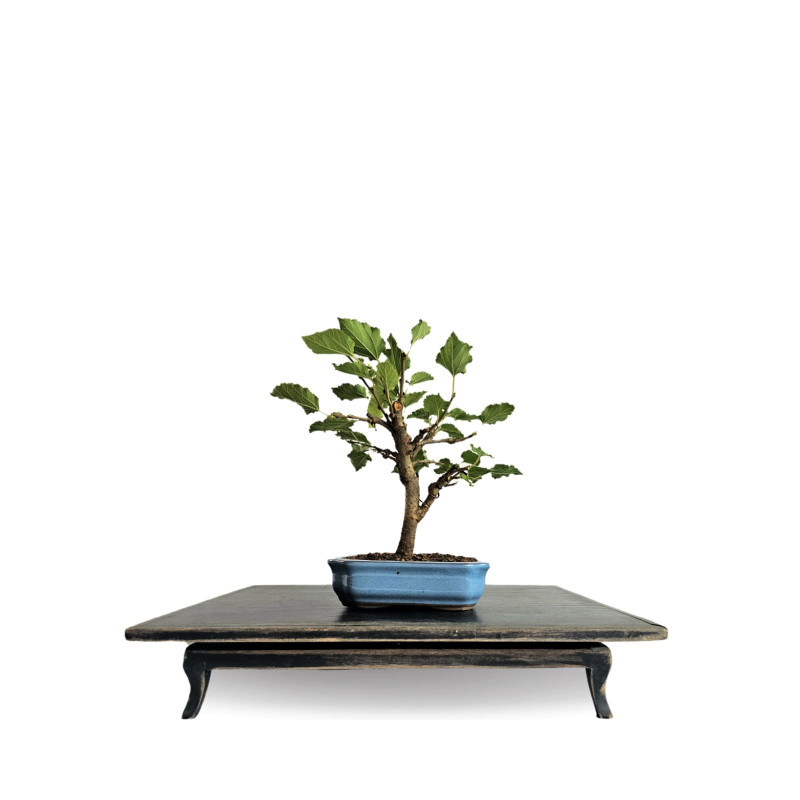 Bonsai Amora 4 anos - 01927