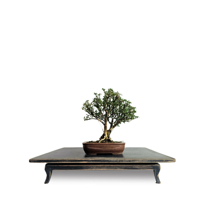 Bonsai Serissa Chinesa 4 anos - 01928