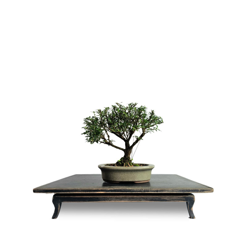 Bonsai Serissa Chinesa 4 anos - 01929