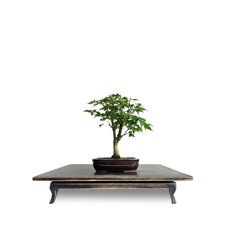 Bonsai Acer Palmatum 4 anos - 01930