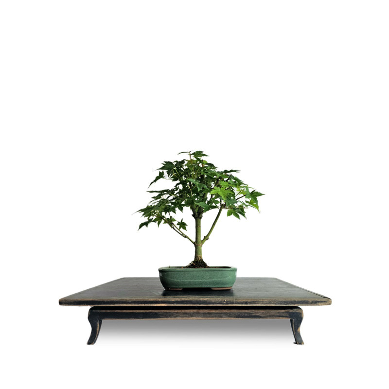 Bonsai Acer Palmatum 4 anos - 01931