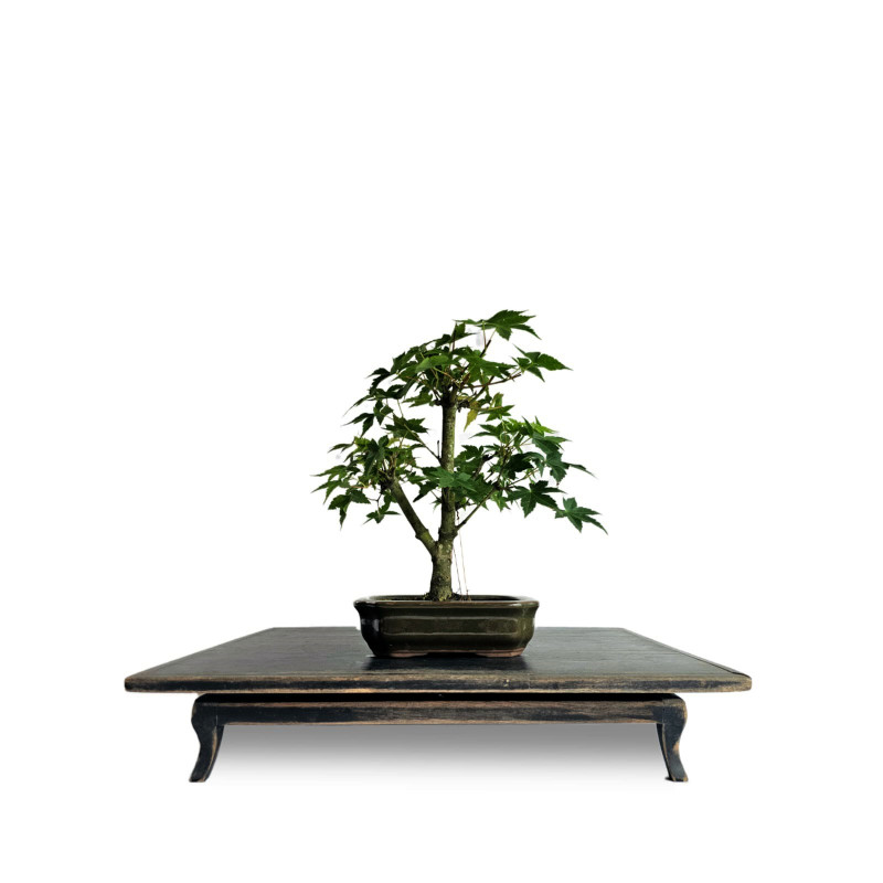 Bonsai Acer Palmatum 4 anos - 01932