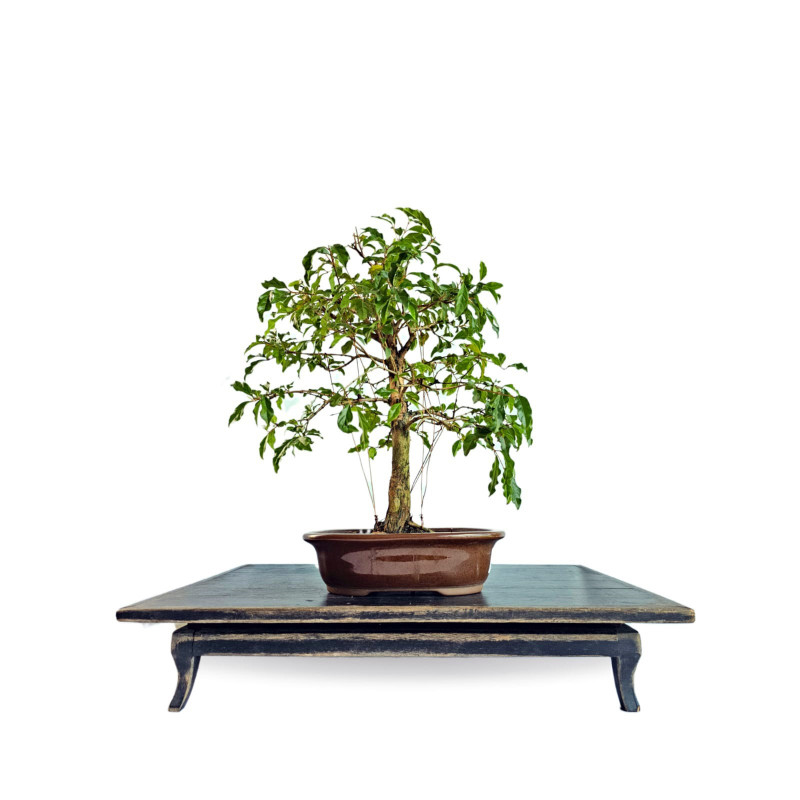 Bonsai Gabiroba 5 anos - 01937