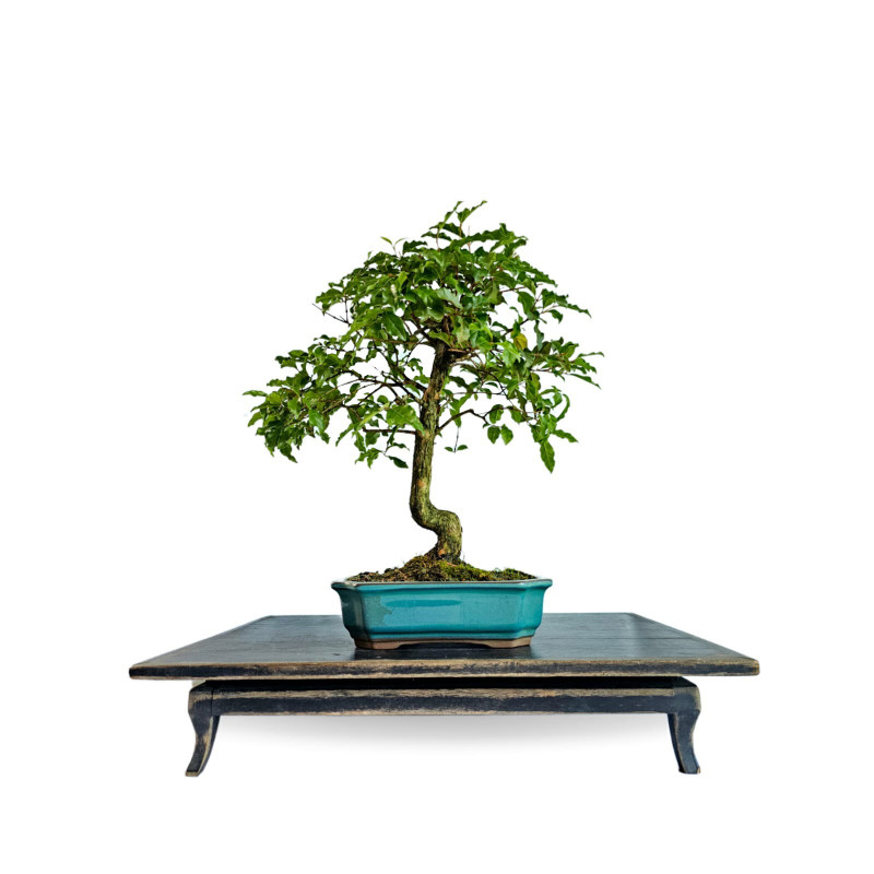 Bonsai Gabiroba 5 anos - 01938