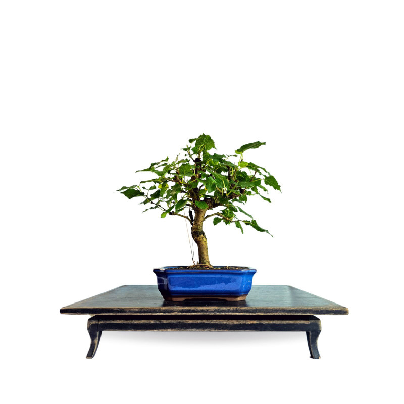 Bonsai Amora 5 anos - 01939