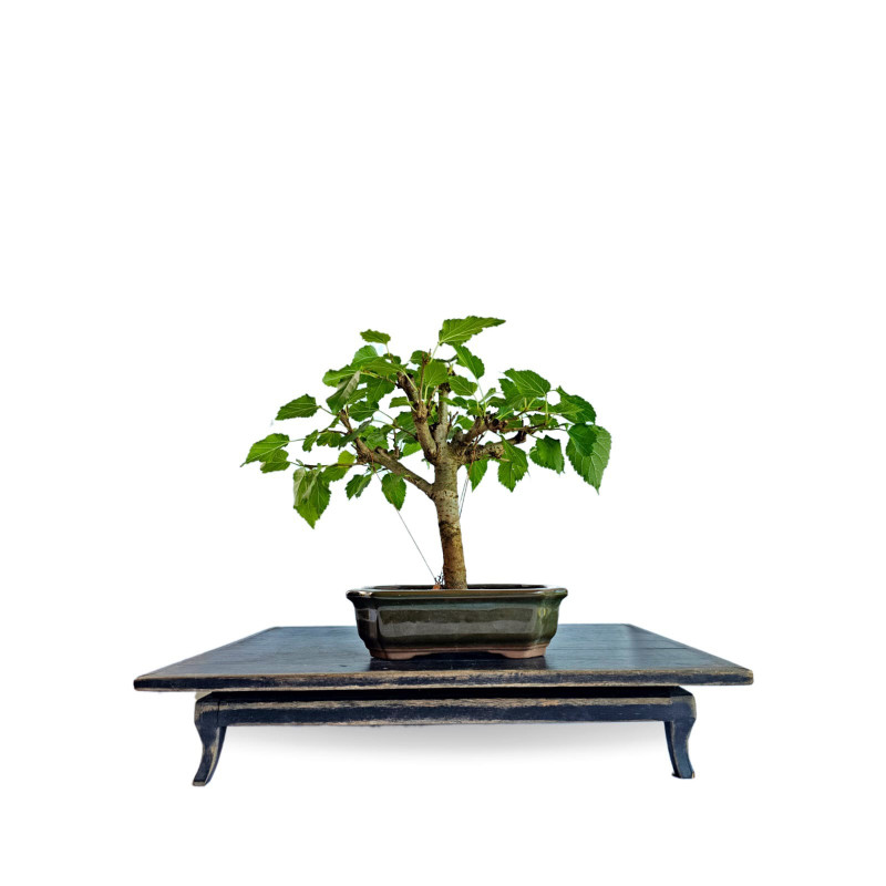 Bonsai Amora 5 anos - 01940