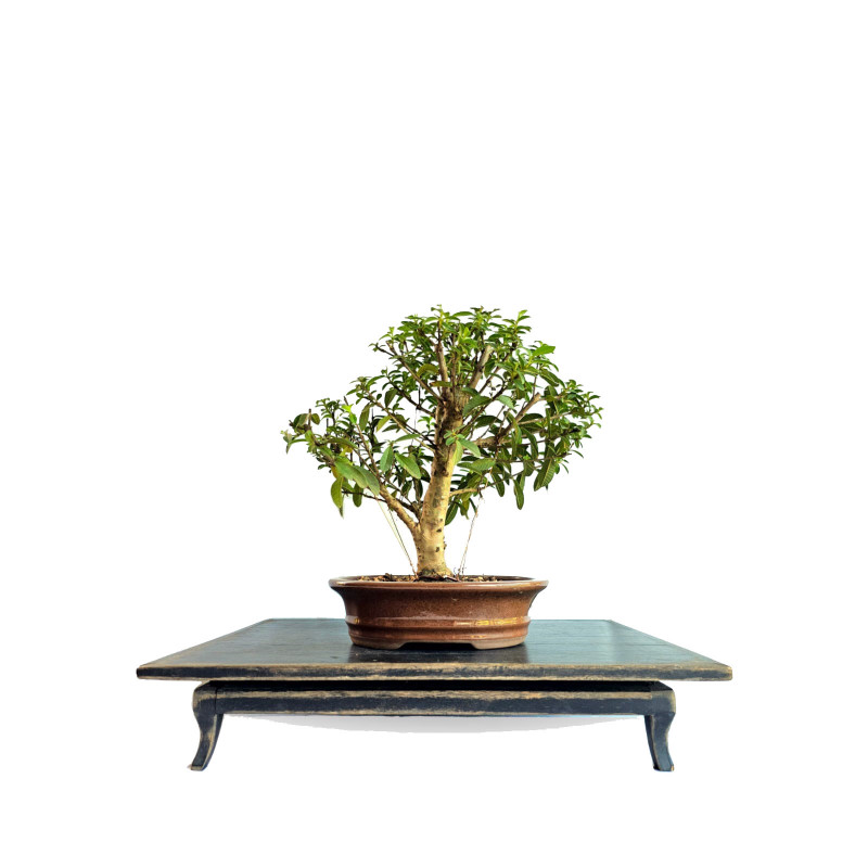 Bonsai Mini Goiaba 6 anos - 01943