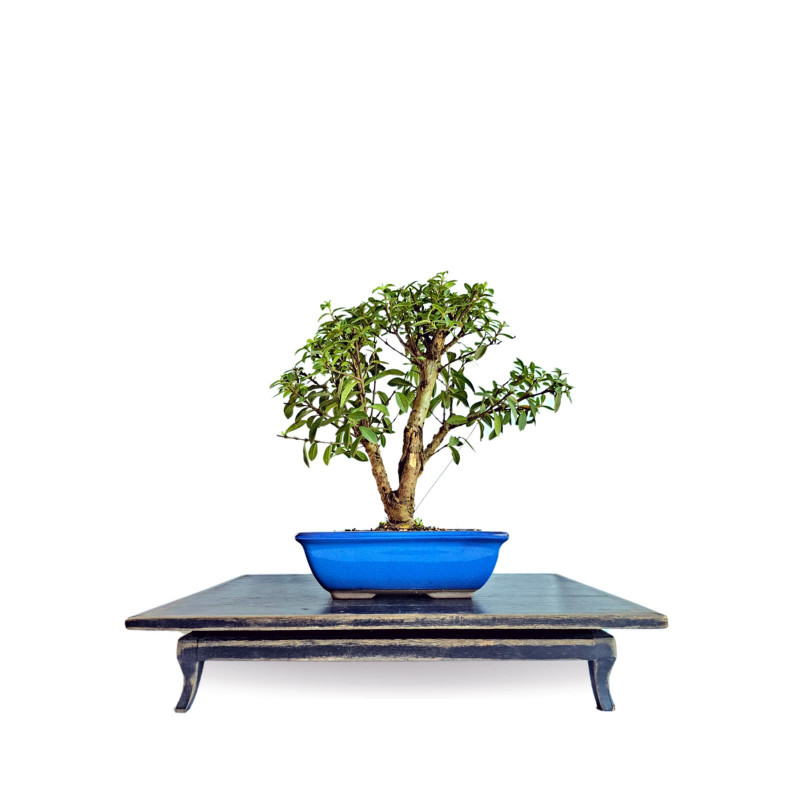 Bonsai Mini Goiaba 6 anos - 01944