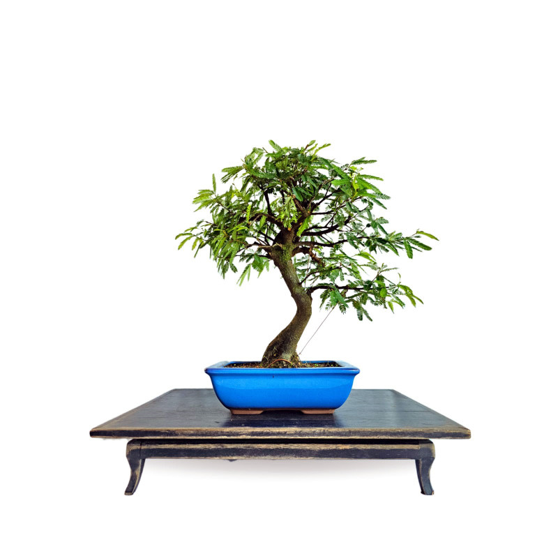 Bonsai Caliandra Rosa 6 anos - 01945