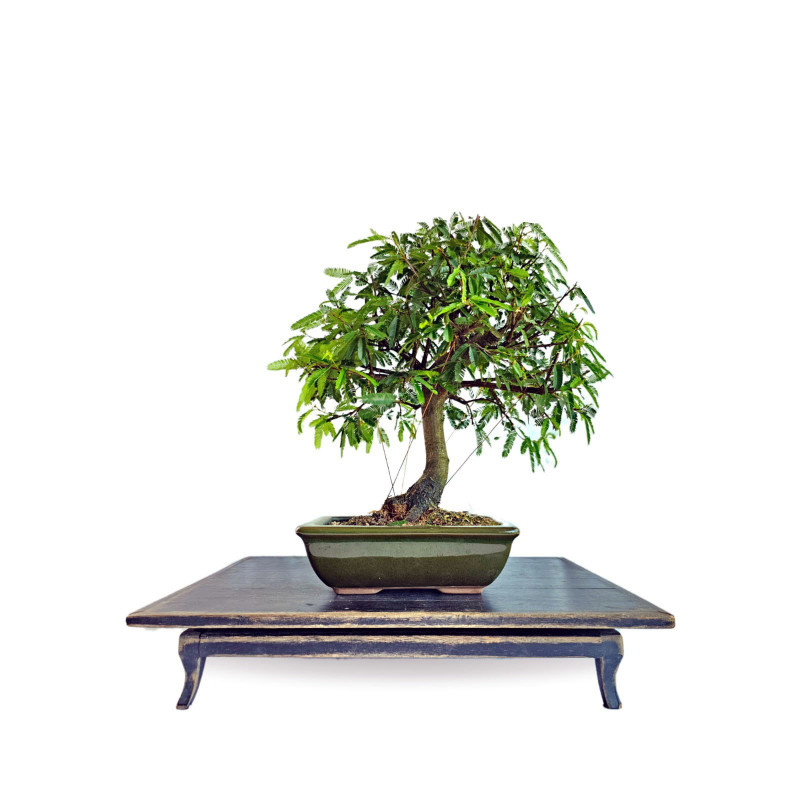 Bonsai Caliandra Rosa 6 anos - 01946