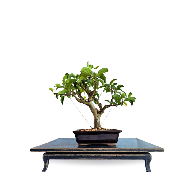 Bonsai Mini Maça 6 anos - 01947