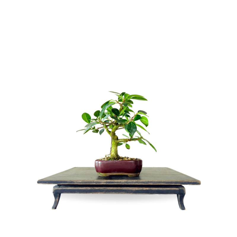 Bonsai Ficus Green Island 4 anos - 00131