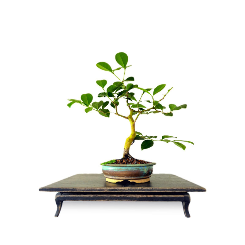 Bonsai Araça 8 anos - 00953