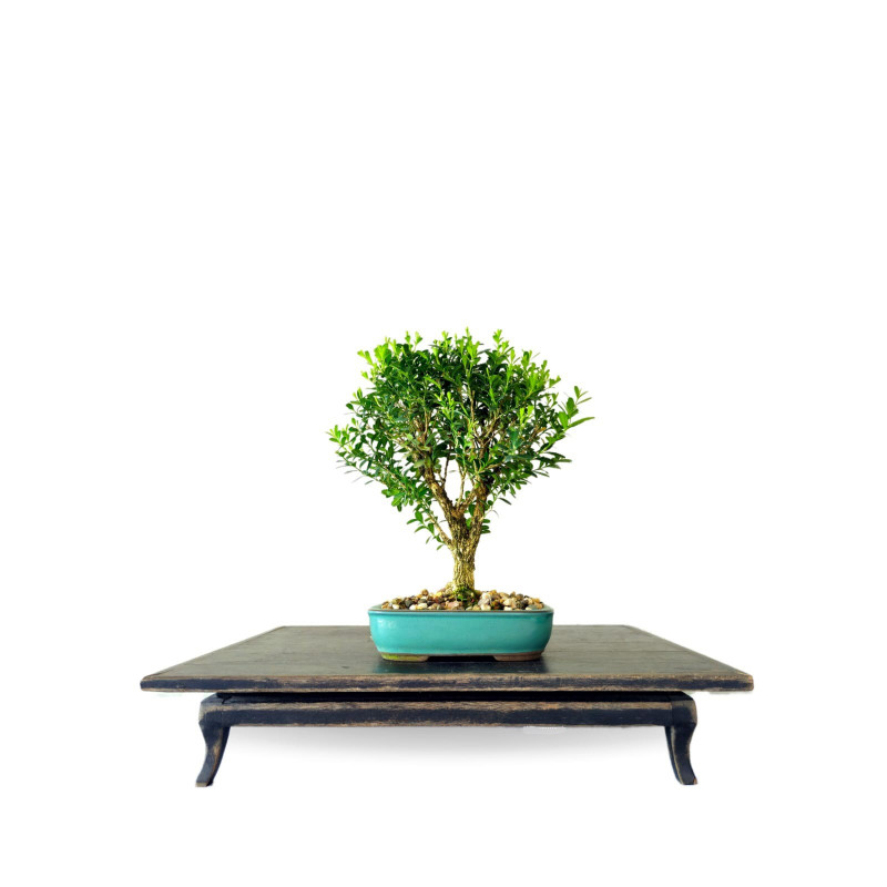 Bonsai Buxus Harlandii 4 anos - 01511