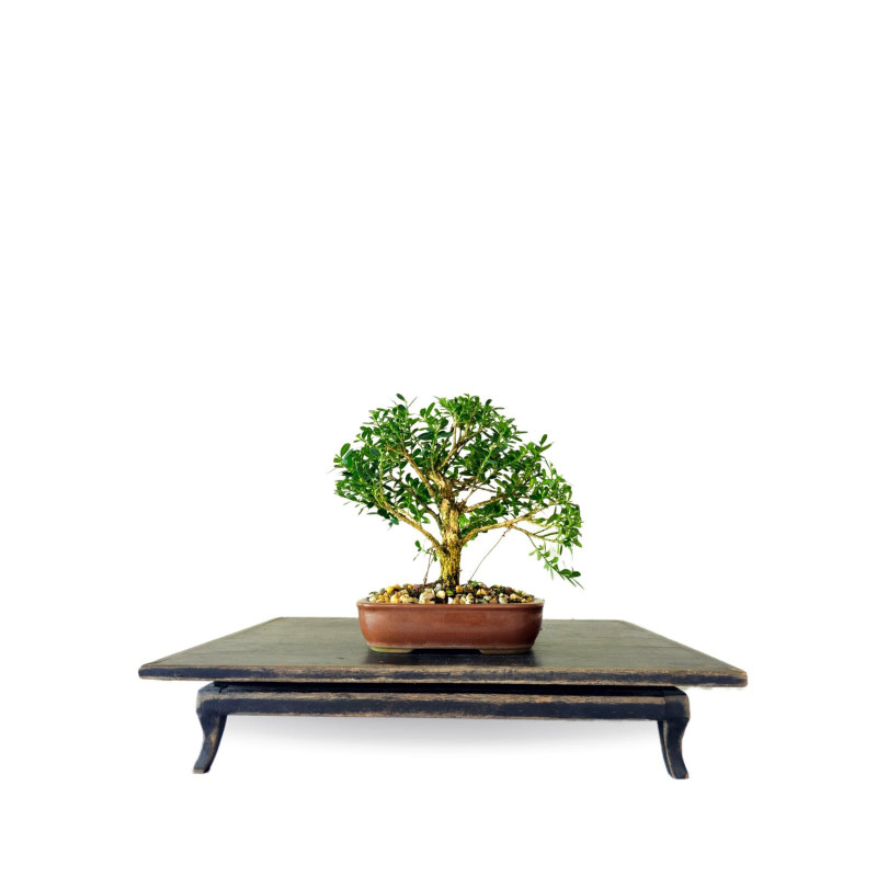 Bonsai Buxus Harlandii 4 anos - 01512