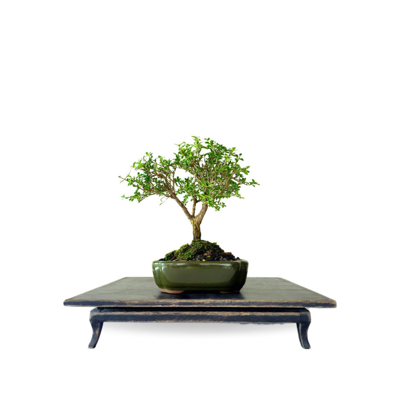 Bonsai Serissa Rosa 5 anos - 01558