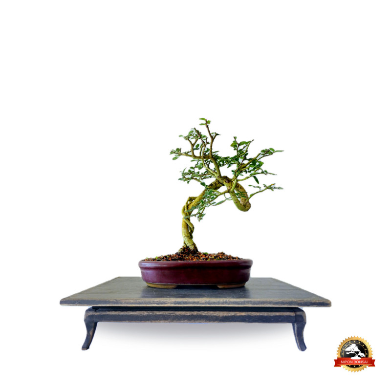 Bonsai Ulmus Parvifolia 9 anos - 00724