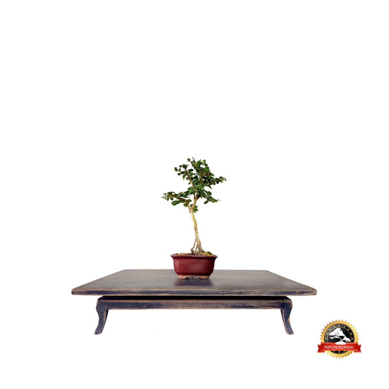 Bonsai Micro Carmona 2 anos - 01261