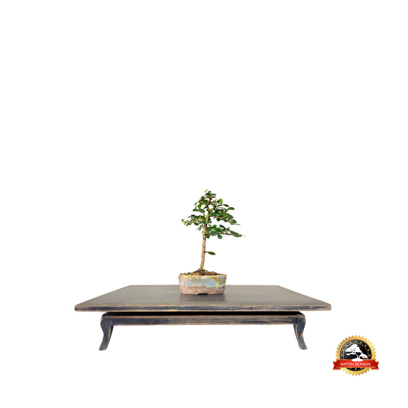 Bonsai Micro Carmona 2 anos - 01262