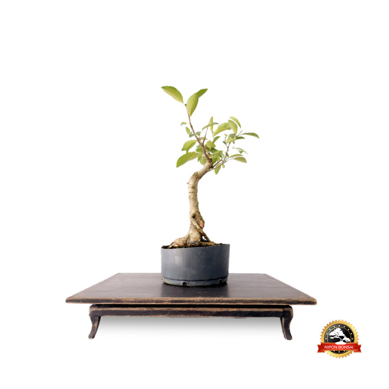 Pré Bonsai Ficus Microcarpa 5 anos - 00146