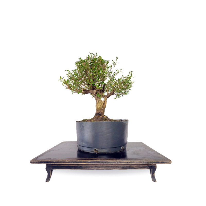 Pré Bonsai Serissa Chinesa 5 anos - 01811