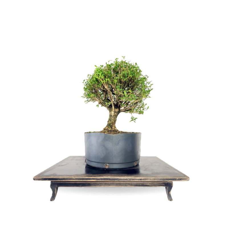 Pré Bonsai Serissa Chinesa 5 anos - 01813