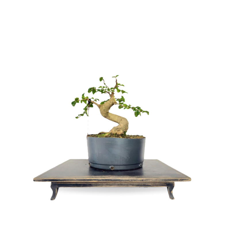 Pré Bonsai Ligustro 5 anos - 01828