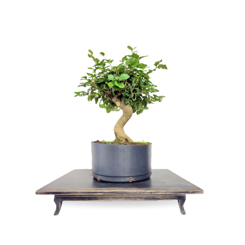 Pré Bonsai Ligustro 5 anos - 01830