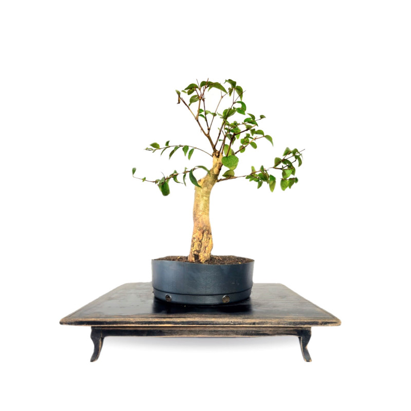 Pré Bonsai Pitanga 6 anos - 01835