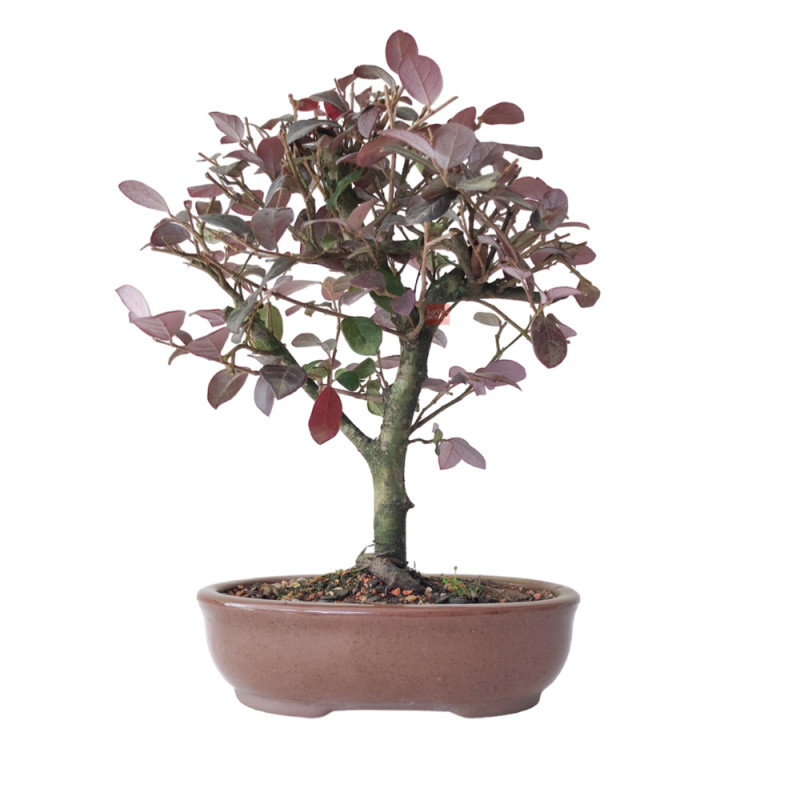 bonsai-loropetalum-rubrum-5-anos-00866